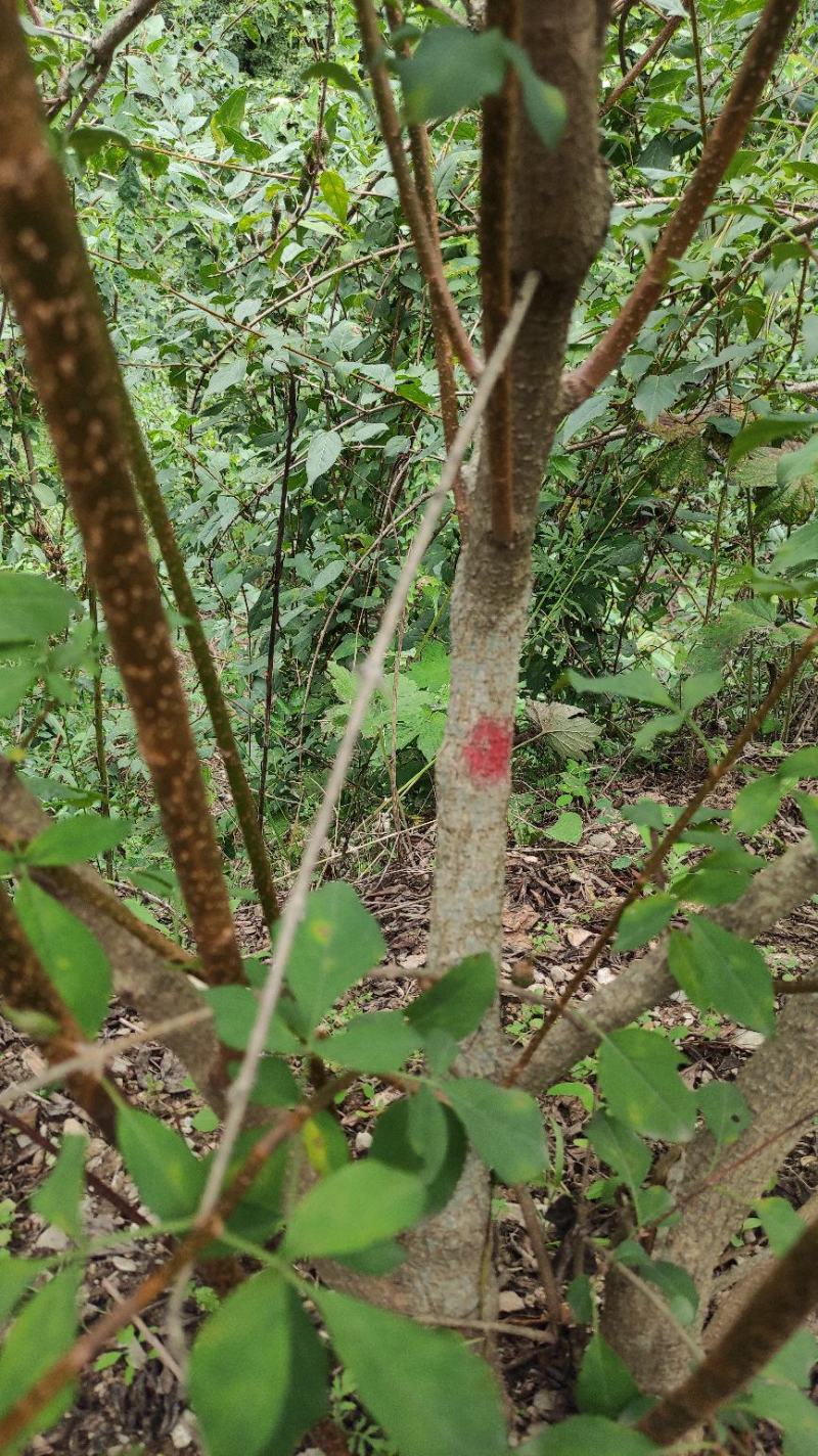 甘肃省陇南高山地区百亩人工种植连翘（三号四号）青翘