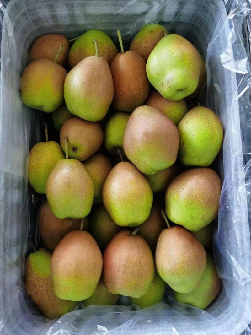 大荔县红香酥梨货源品质保证产地直发欢迎老板们合作洽谈