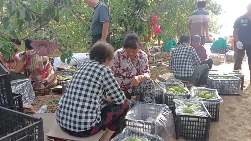 大荔县红香酥梨货源品质保证产地直发欢迎老板们合作洽谈