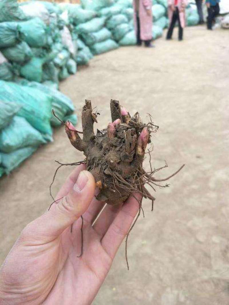 芍药苗菏泽芍药芽赤芍白芍芽药材芍药芽货源充足质量优