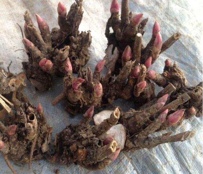 芍药苗菏泽芍药芽赤芍白芍芽药材芍药芽货源充足质量优