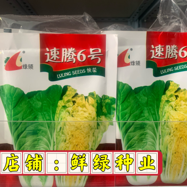 速腾苗用白菜（快菜）一代杂交种，耐热、耐湿、抗病、品质好