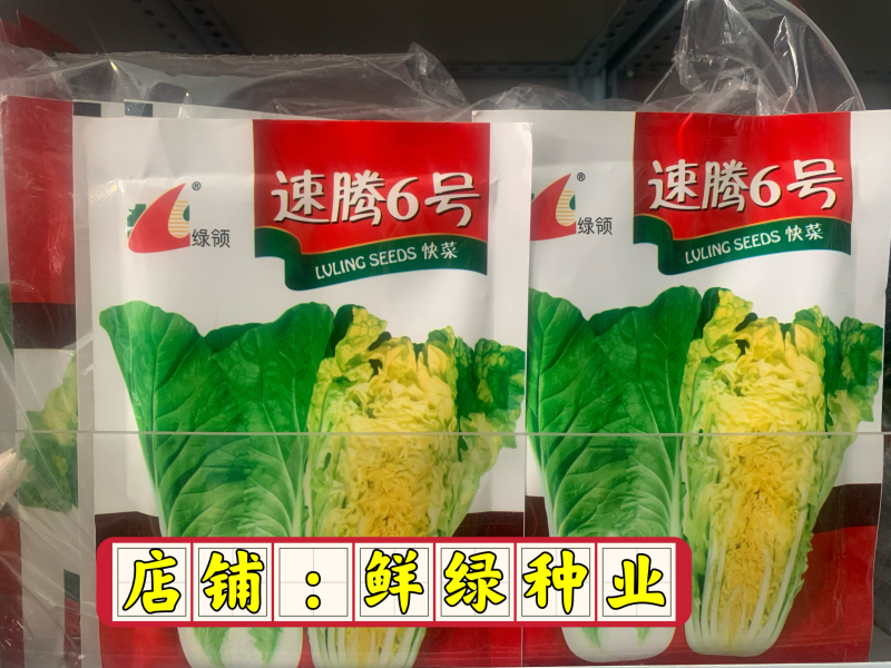 速腾苗用白菜（快菜）一代杂交种，耐热、耐湿、抗病、品质好