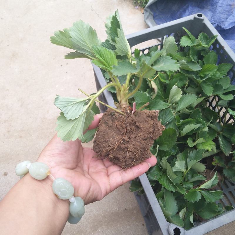 妙香七号莓苗，无病脱毒苗保证品种保证质量全国发货