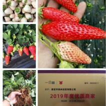 妙香七号莓苗，无病脱毒苗保证品种保证质量全国发货