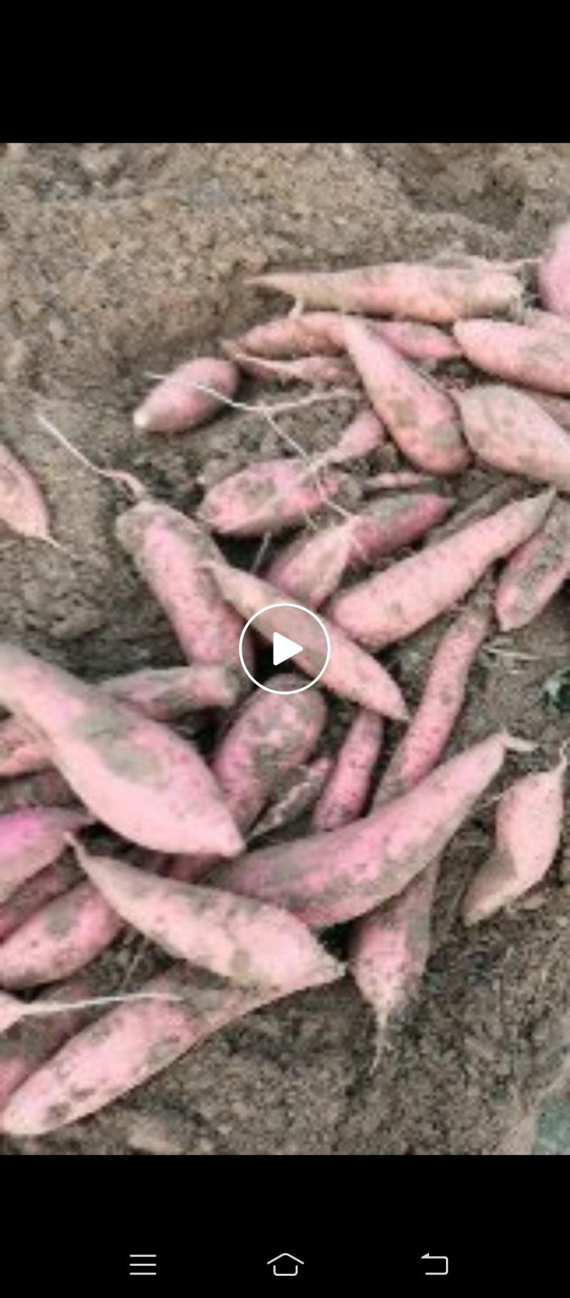 烟薯地瓜