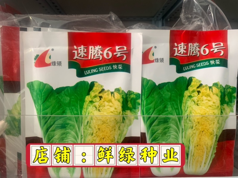 速腾苗用白菜（快菜）一代杂交种，耐热、耐湿、抗病、品质好