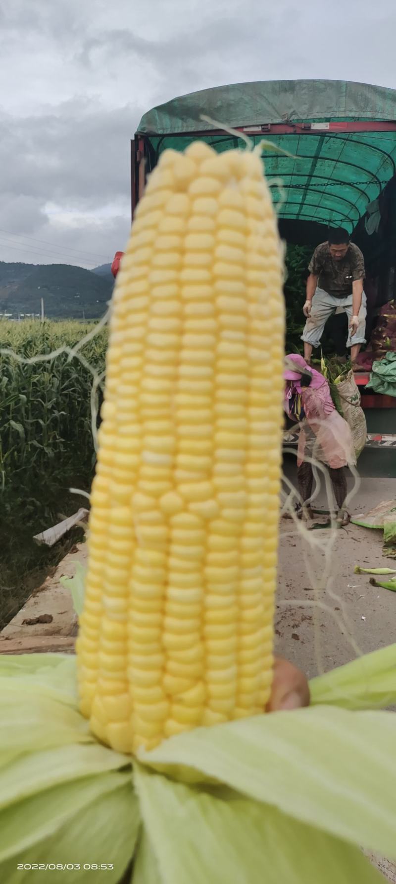 太阳花玉米，花超玉米，大量有货，欢迎各位老板合作