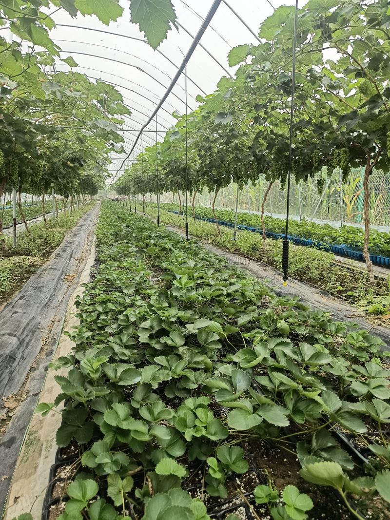 红颜莓苗，脱毒苗，组培草莓苗提供技术指导