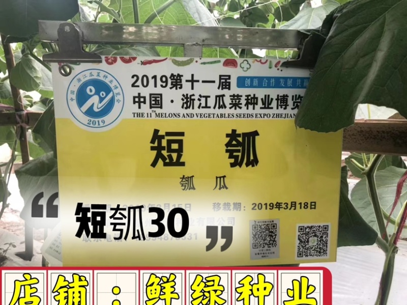 短瓠30，瓜皮绿色、果肉浅绿、肉质细嫩、品质好、商品性优