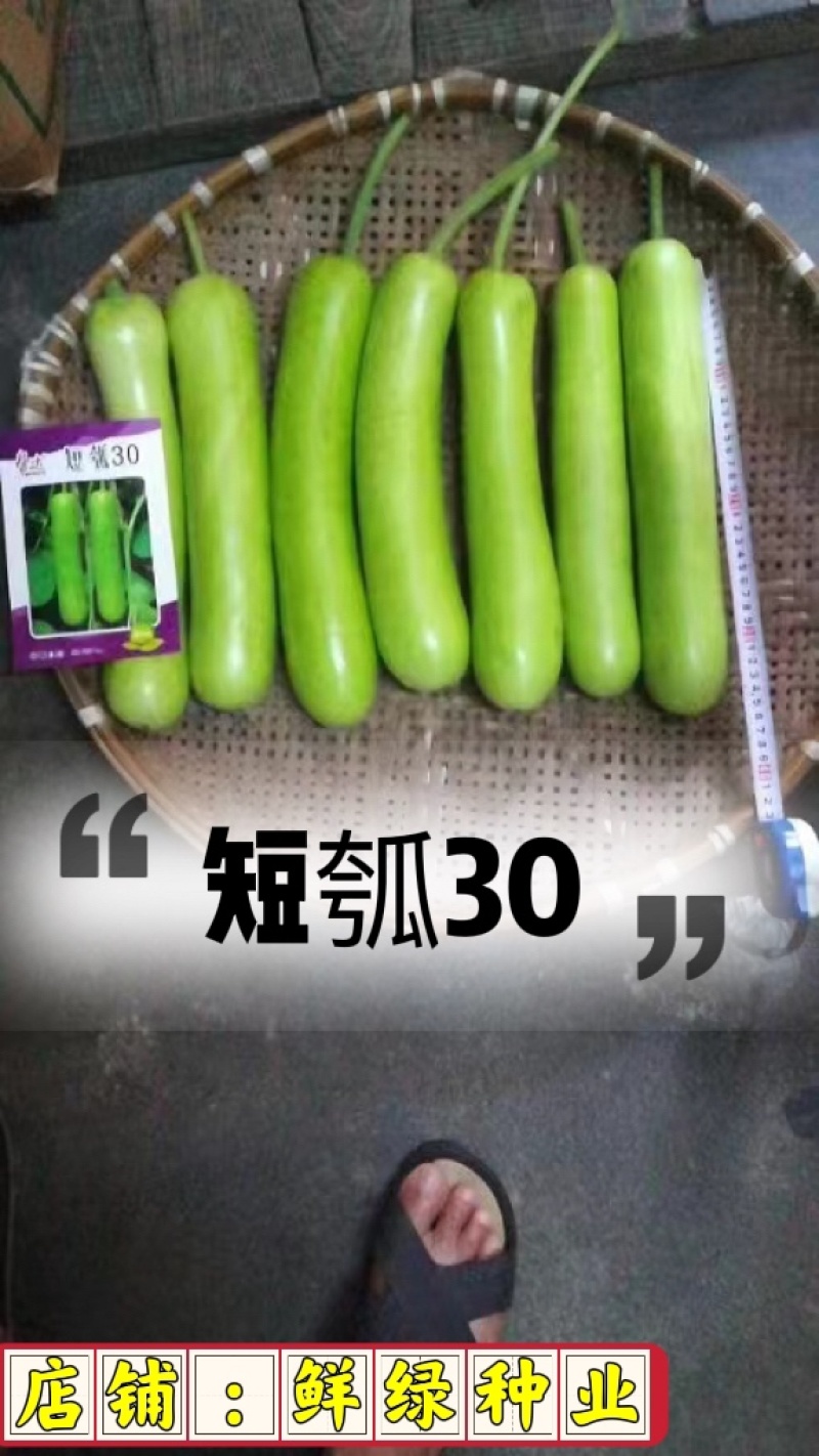 短瓠30，瓜皮绿色、果肉浅绿、肉质细嫩、品质好、商品性优