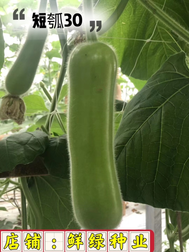 短瓠30，瓜皮绿色、果肉浅绿、肉质细嫩、品质好、商品性优