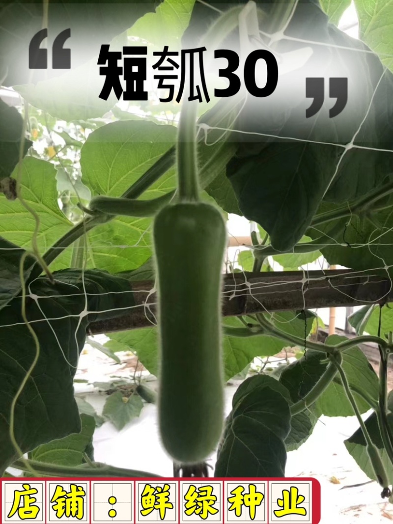 短瓠30，瓜皮绿色、果肉浅绿、肉质细嫩、品质好、商品性优