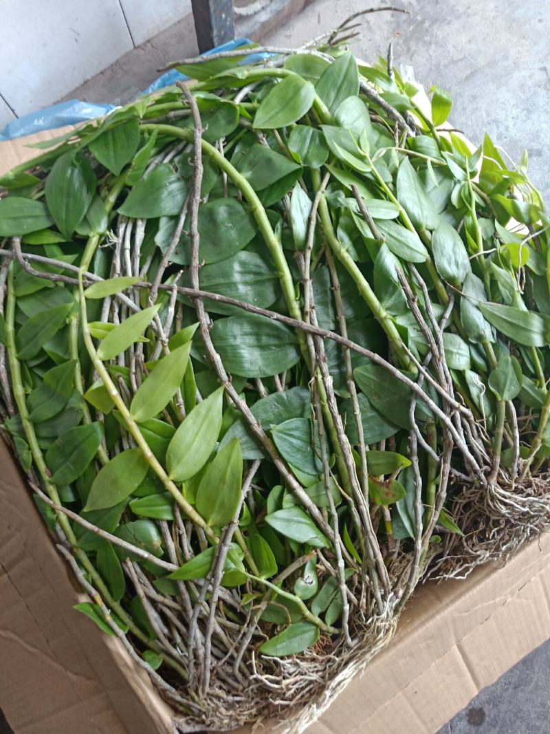 云南普洱天宫石斛_下山货