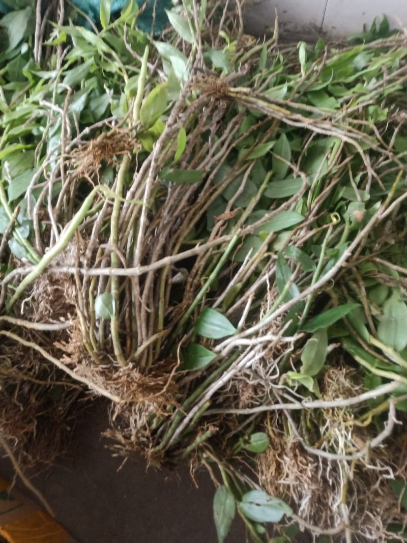 云南普洱天宫石斛_下山货