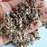棉籽壳养殖种植菌种质量保证
