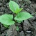 虎杖苗虎杖种苗虎杖种植虎杖苗虎杖种苗