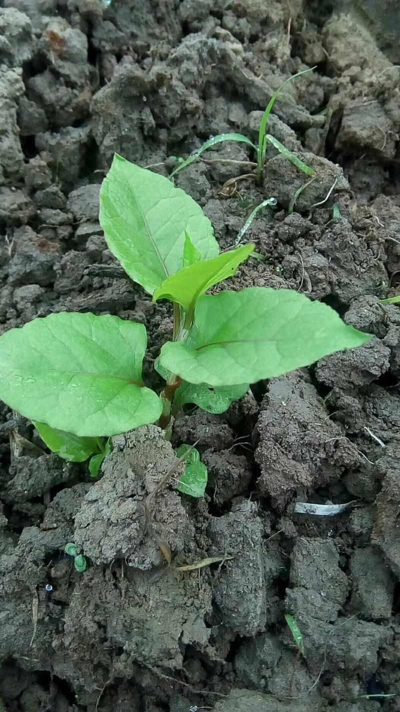 虎杖苗虎杖种苗虎杖种植虎杖苗虎杖种苗