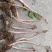 虎杖苗虎杖种苗虎杖种植虎杖苗虎杖种苗