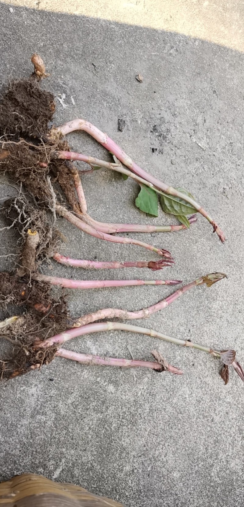 虎杖苗虎杖种苗虎杖种植虎杖苗虎杖种苗