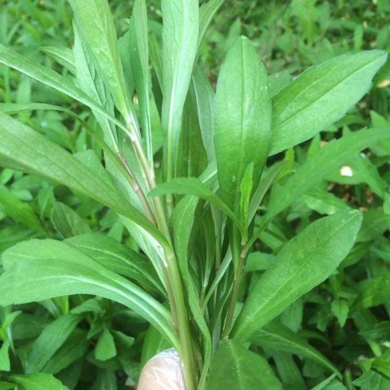 马兰头苗大叶红梗品种地被盆栽食用一次种植多年受益