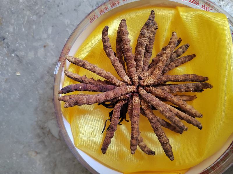 冬虫夏草