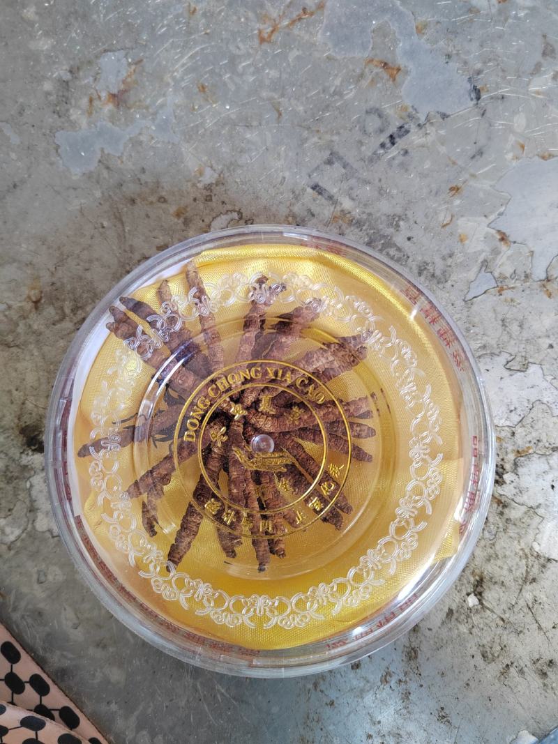 冬虫夏草