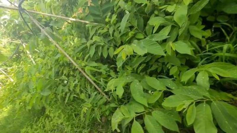 凤梨释迦杯苗一年苗带杯发货后期支持技术指导