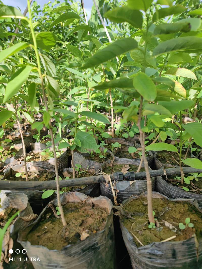 凤梨释迦杯苗一年苗带杯发货后期支持技术指导