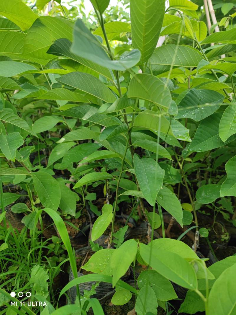 凤梨释迦杯苗一年苗带杯发货后期支持技术指导