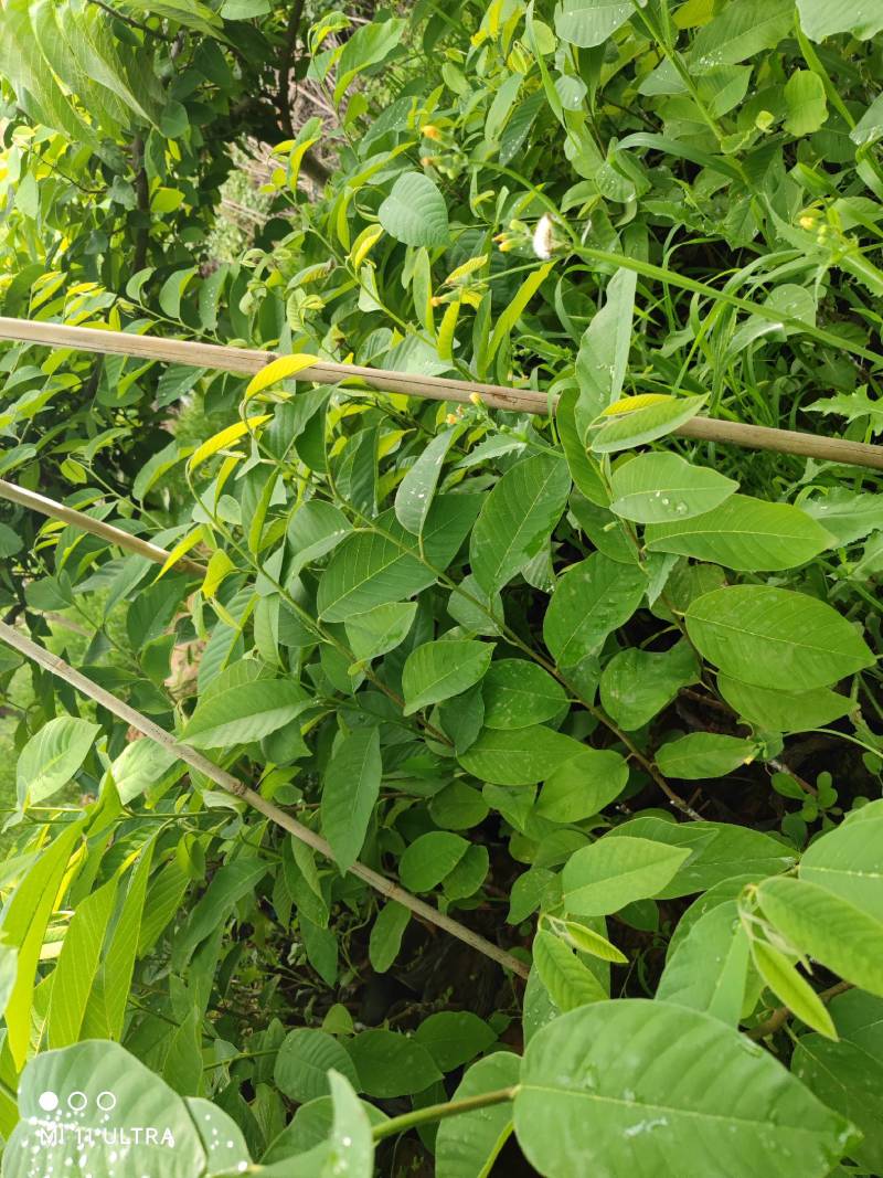 精品释迦苗，品质保证，一手货源，管理简单存活率高