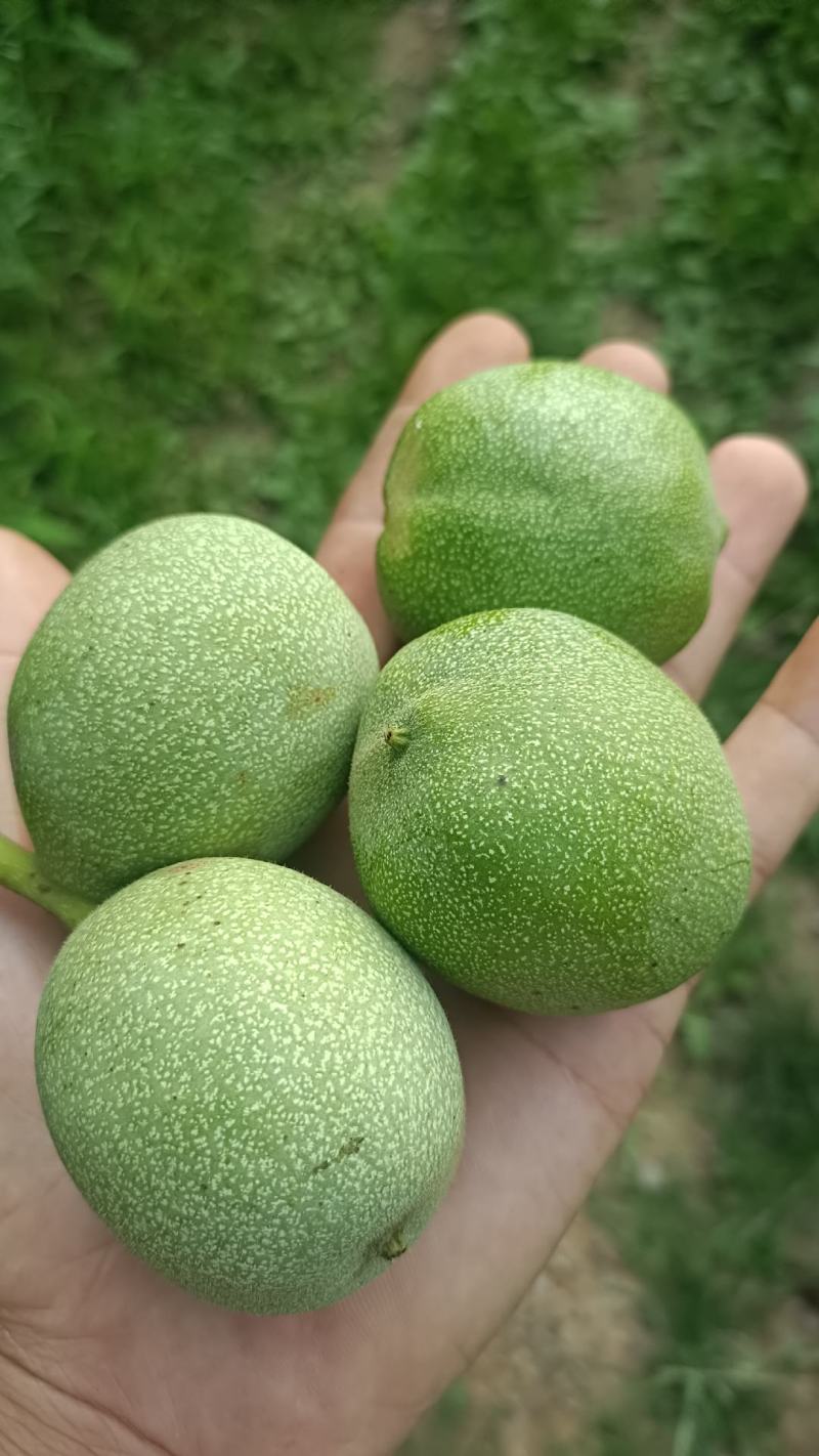 核桃开始收购，辽核香玲，45起步，通货都可以。