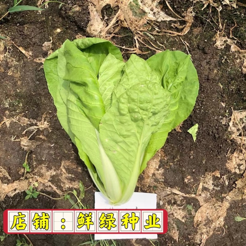 快菜品种25天左右可采收质地细腻柔软、品质好、商品性优越