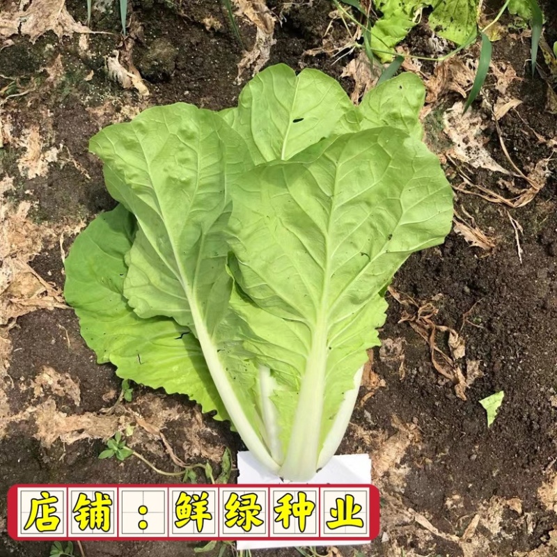 快菜品种25天左右可采收质地细腻柔软、品质好、商品性优越