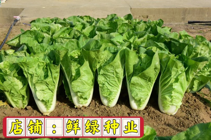 快菜品种25天左右可采收质地细腻柔软、品质好、商品性优越