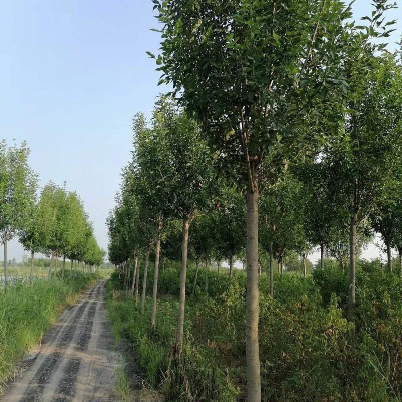 白蜡树，13到15公分