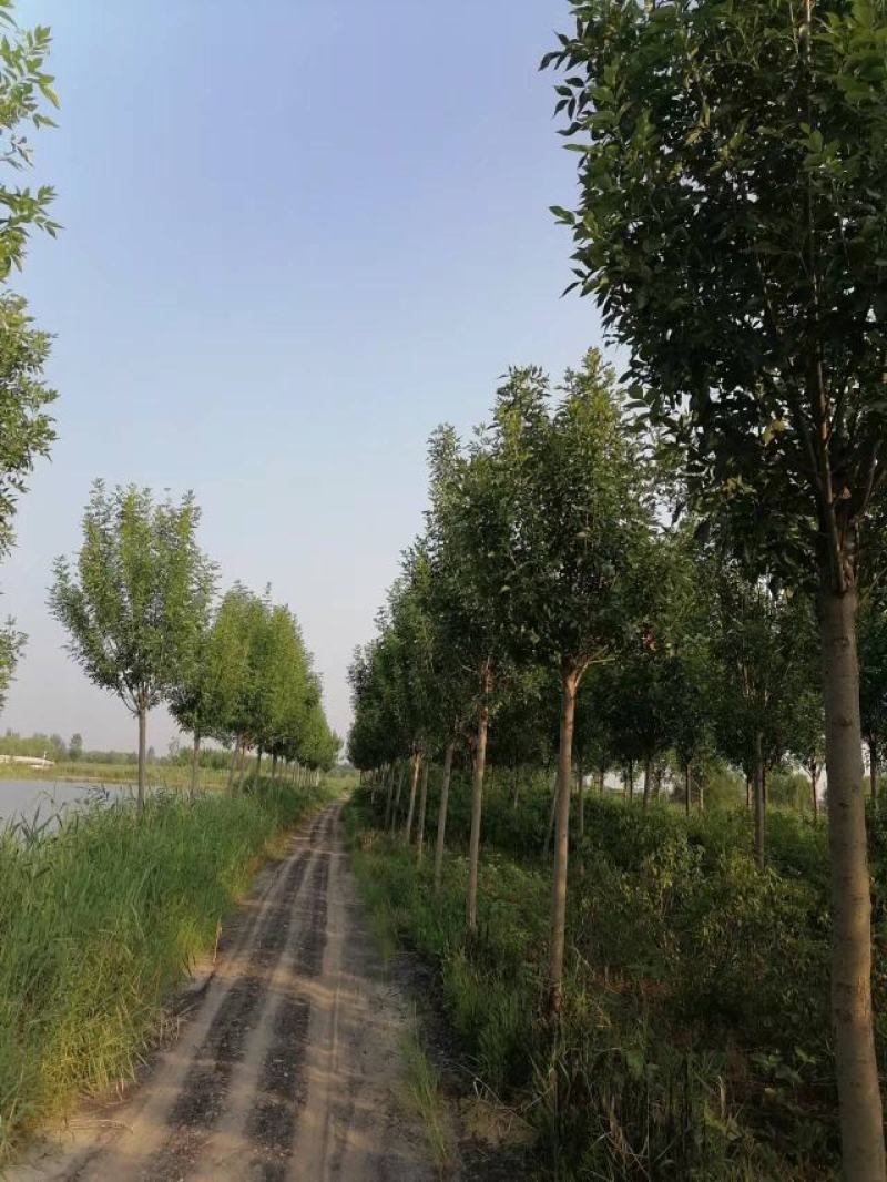 白蜡树，13到15公分