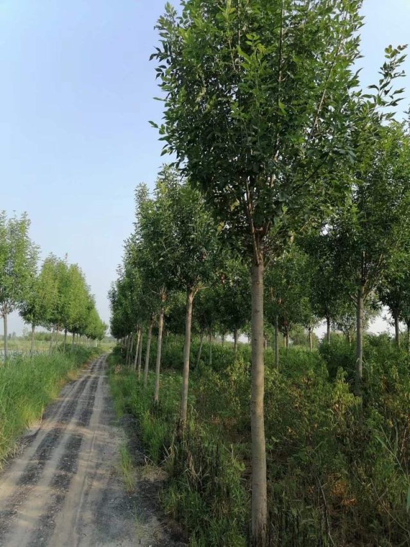 白蜡树，13到15公分
