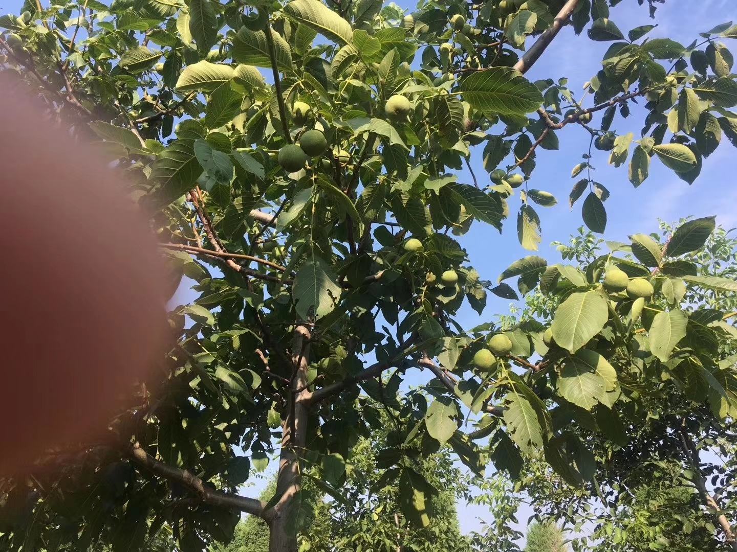 核桃树在秋季结出果实