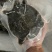 真空包装麻辣甲鱼5-7两