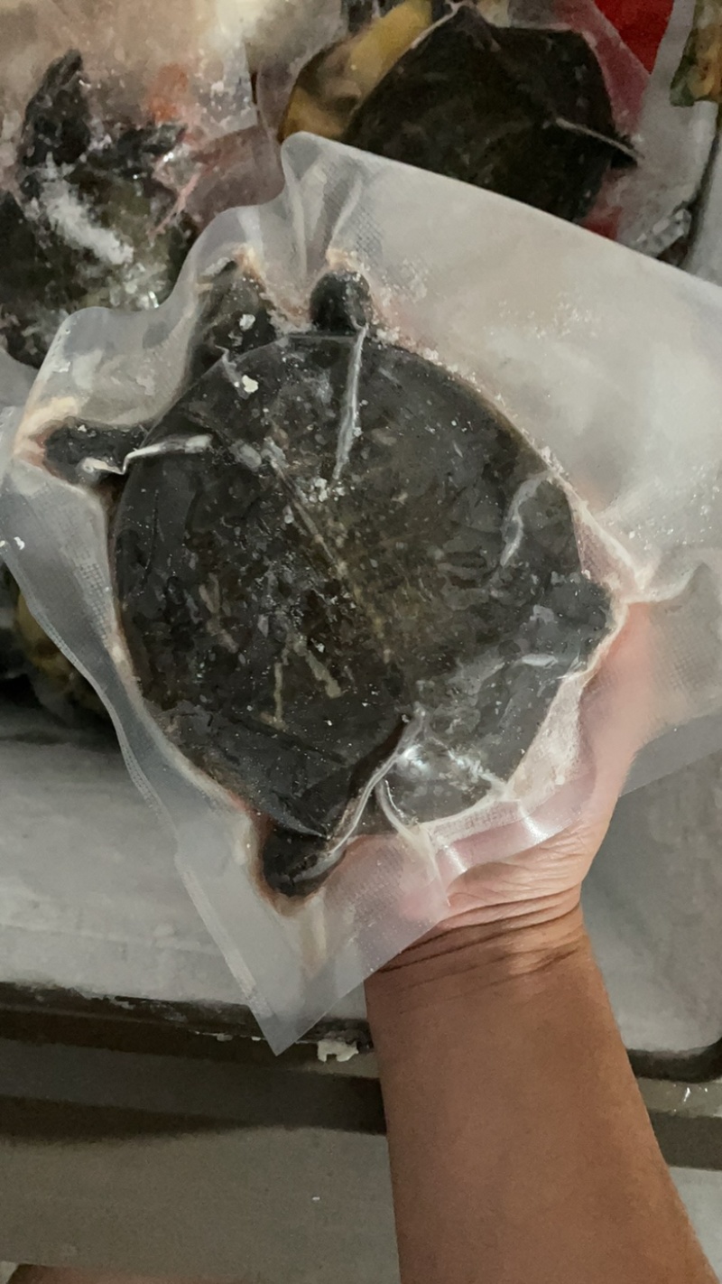 真空包装麻辣甲鱼5-7两