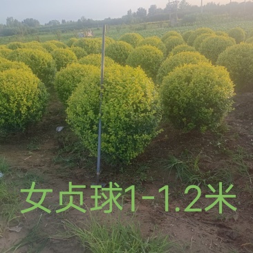 金叶女贞球