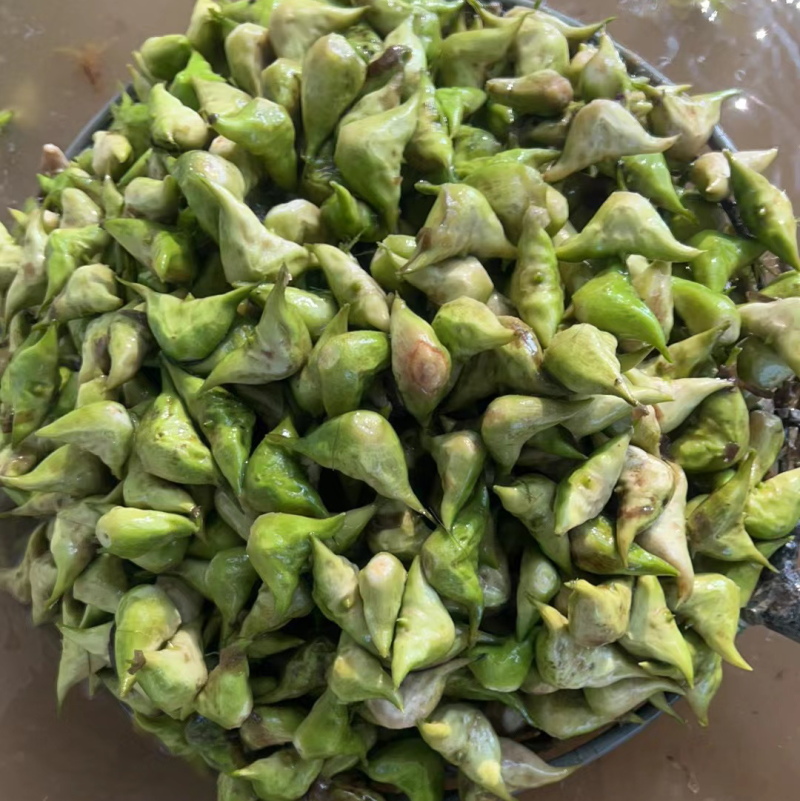 菱角