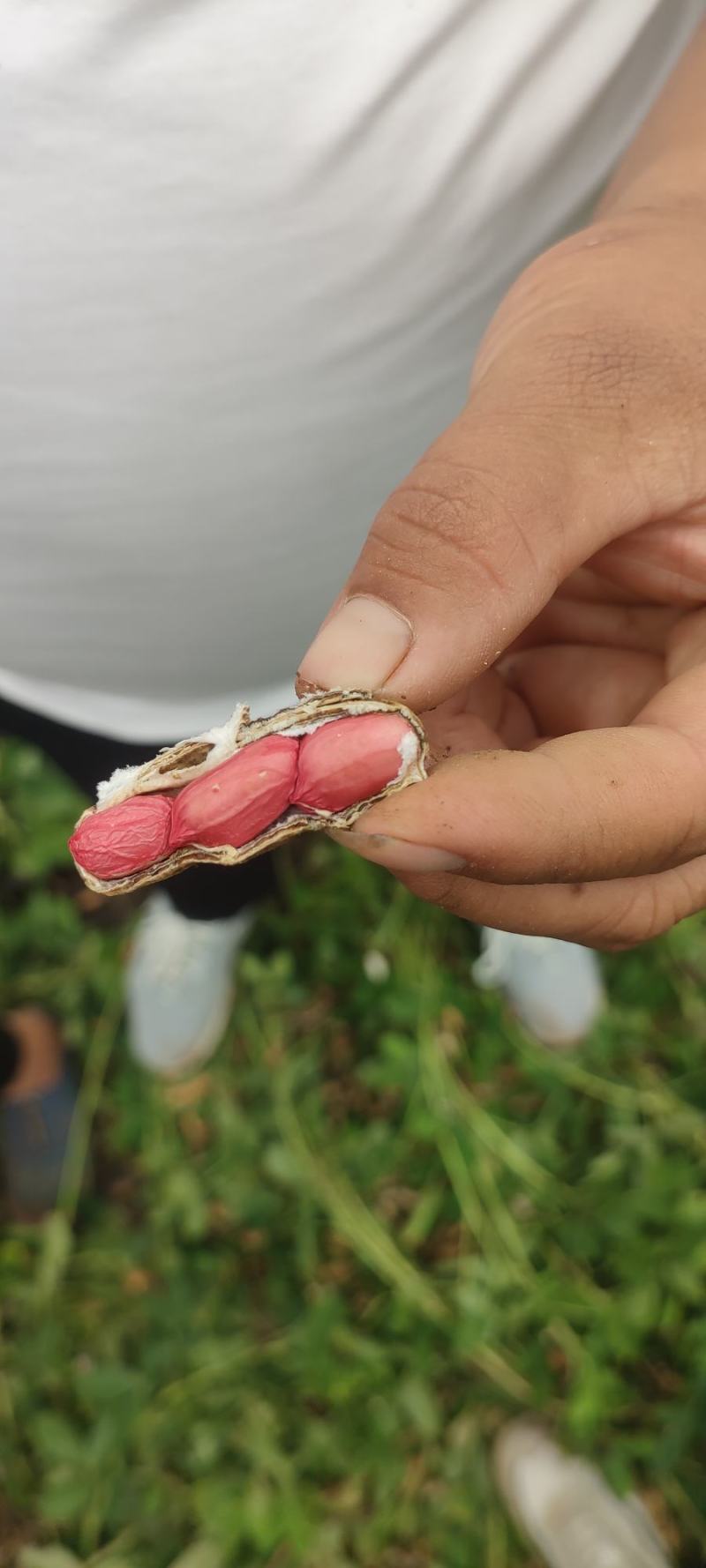 元谋县花生红米花生大量现货供应