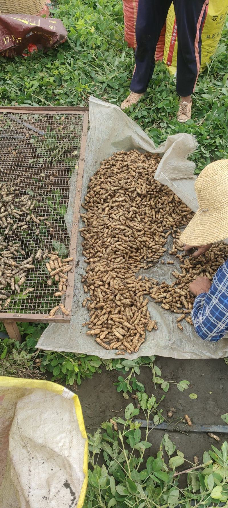 元谋县花生红米花生大量现货供应