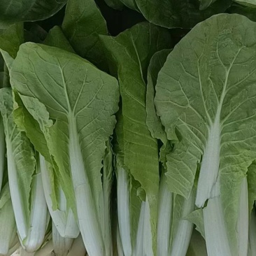 小白菜大量上市