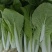 小白菜大量上市