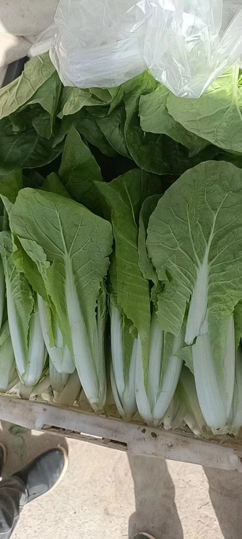 小白菜大量上市
