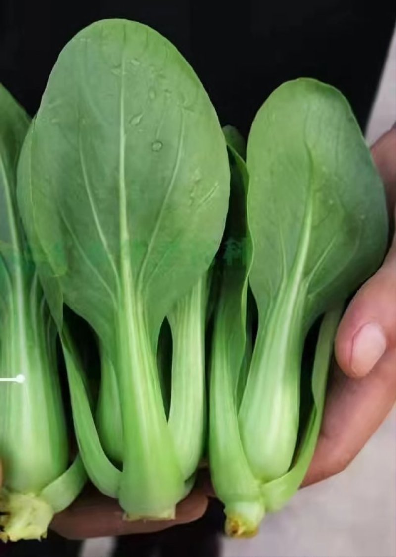 小白菜大量上市