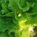 小白菜大量上市